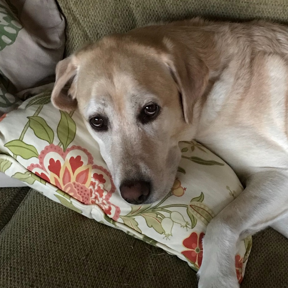 Meet your Posher, Karin